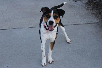 Enlarge Will Byers, a Adoptable mixed breed in Kansas City, MO image 1/3