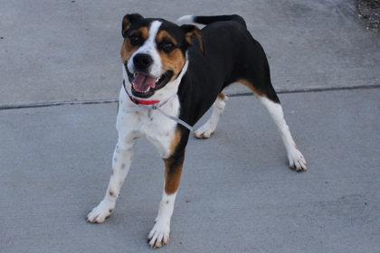 Enlarge Will Byers, a Adoptable mixed breed in Kansas City, MO image 2/3