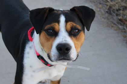 Enlarge Will Byers, a Adoptable mixed breed in Kansas City, MO image 3/3