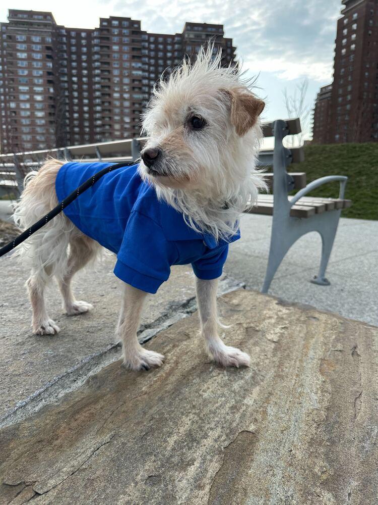 Enlarge Gyunwoo, a Adoptable Cairn Terrier in Long Island City, NY image 1/5