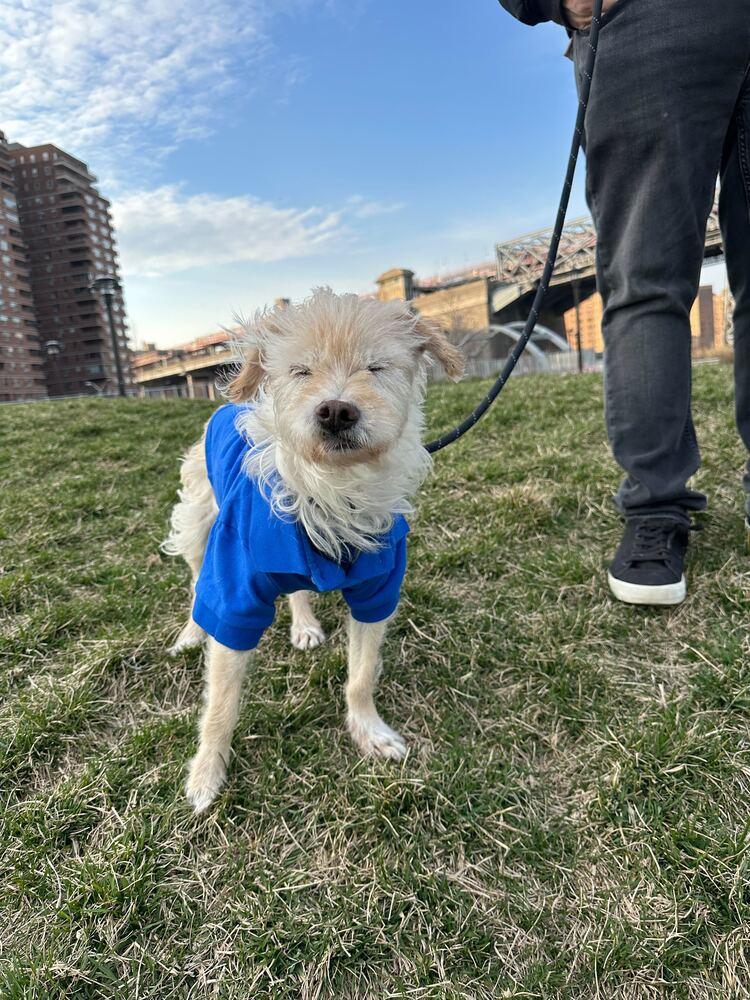 Enlarge Gyunwoo, a Adoptable Cairn Terrier in Long Island City, NY image 2/5