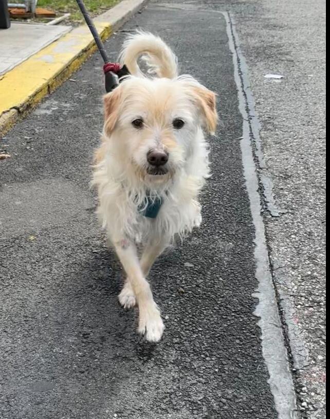 Enlarge Gyunwoo, a Adoptable Cairn Terrier in Long Island City, NY image 3/5