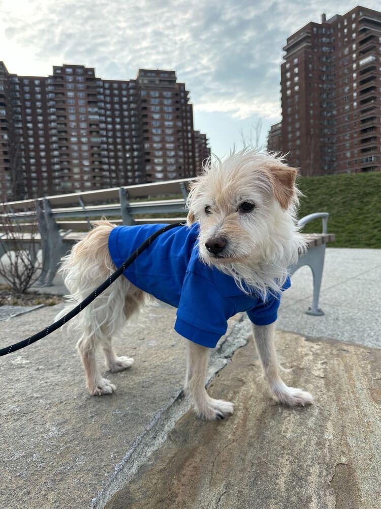 Enlarge Gyunwoo, a Adoptable Cairn Terrier in Long Island City, NY image 4/5
