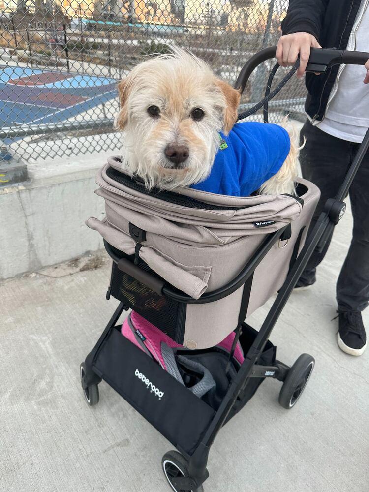 Enlarge Gyunwoo, a Adoptable Cairn Terrier in Long Island City, NY image 5/5
