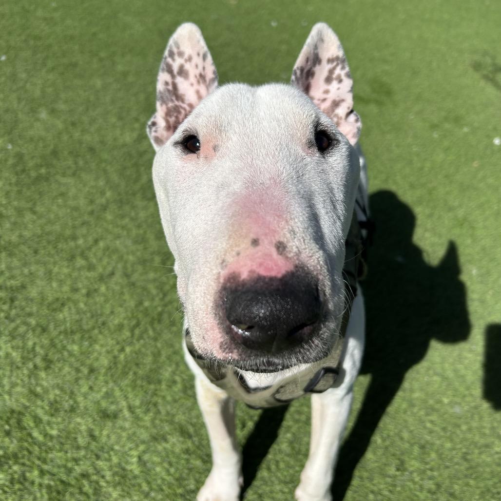 Draco — thumbnail 3