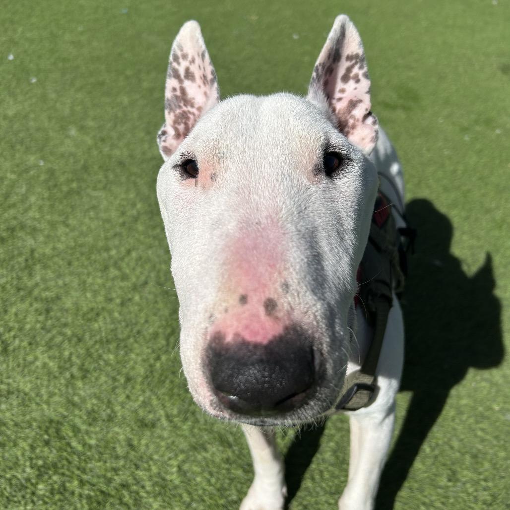 Draco — thumbnail 5