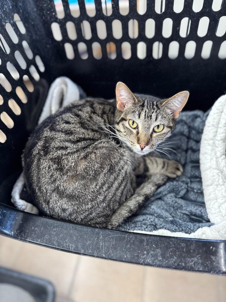 Enlarge Armani, a Adoptable mixed breed in Hastings, NE image 1/3