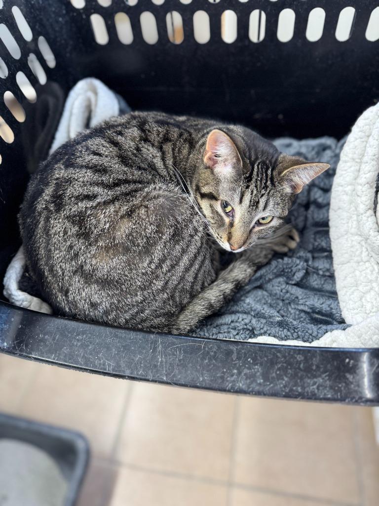 Armani, Adoptable, Adult Male Domestic Medium Hair.