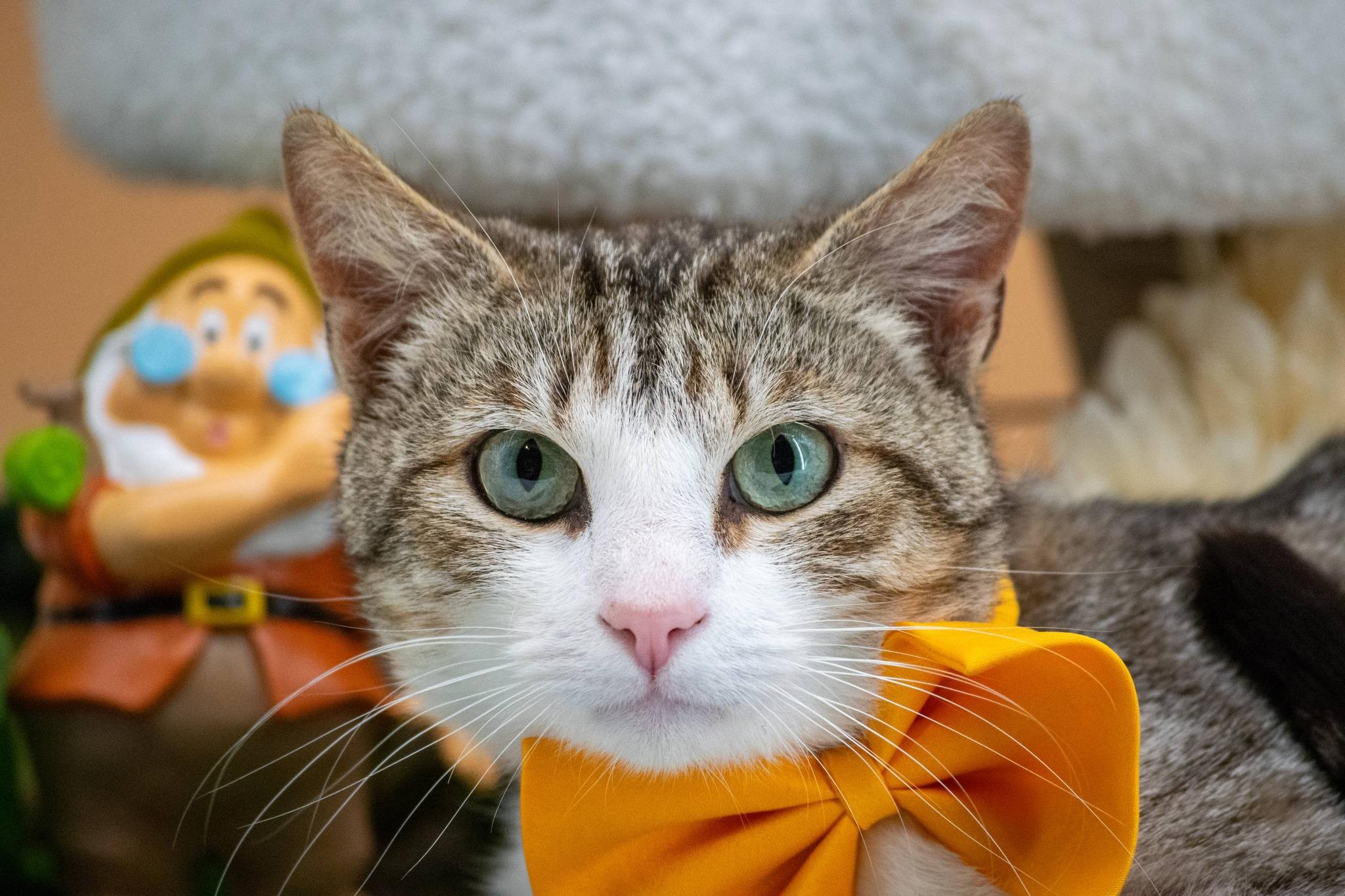 Enlarge Doc, a ADOPTABLE Domestic Short Hair in Sevierville, TN image 3/4