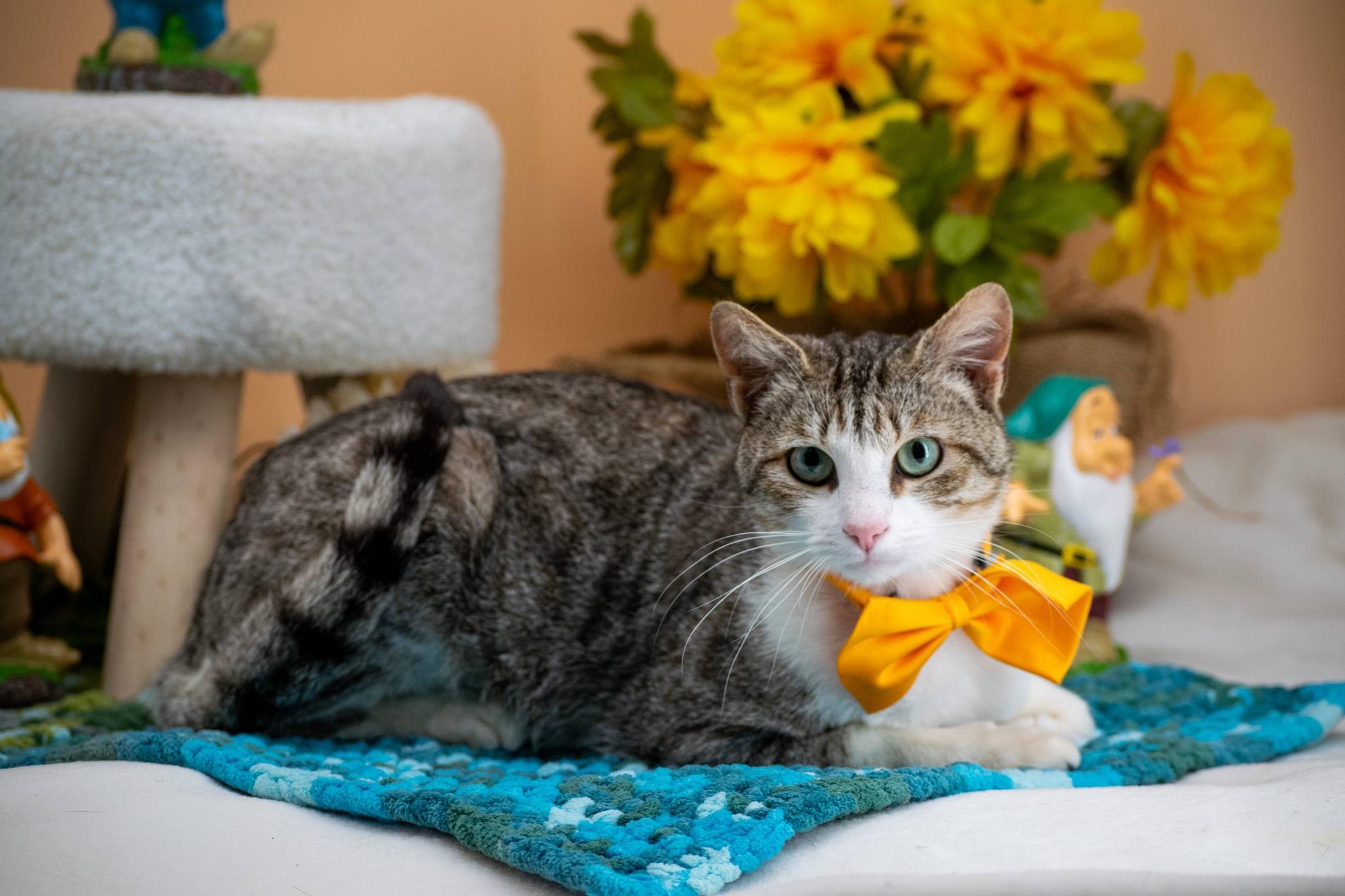 Enlarge Doc, a ADOPTABLE Domestic Short Hair in Sevierville, TN image 4/4