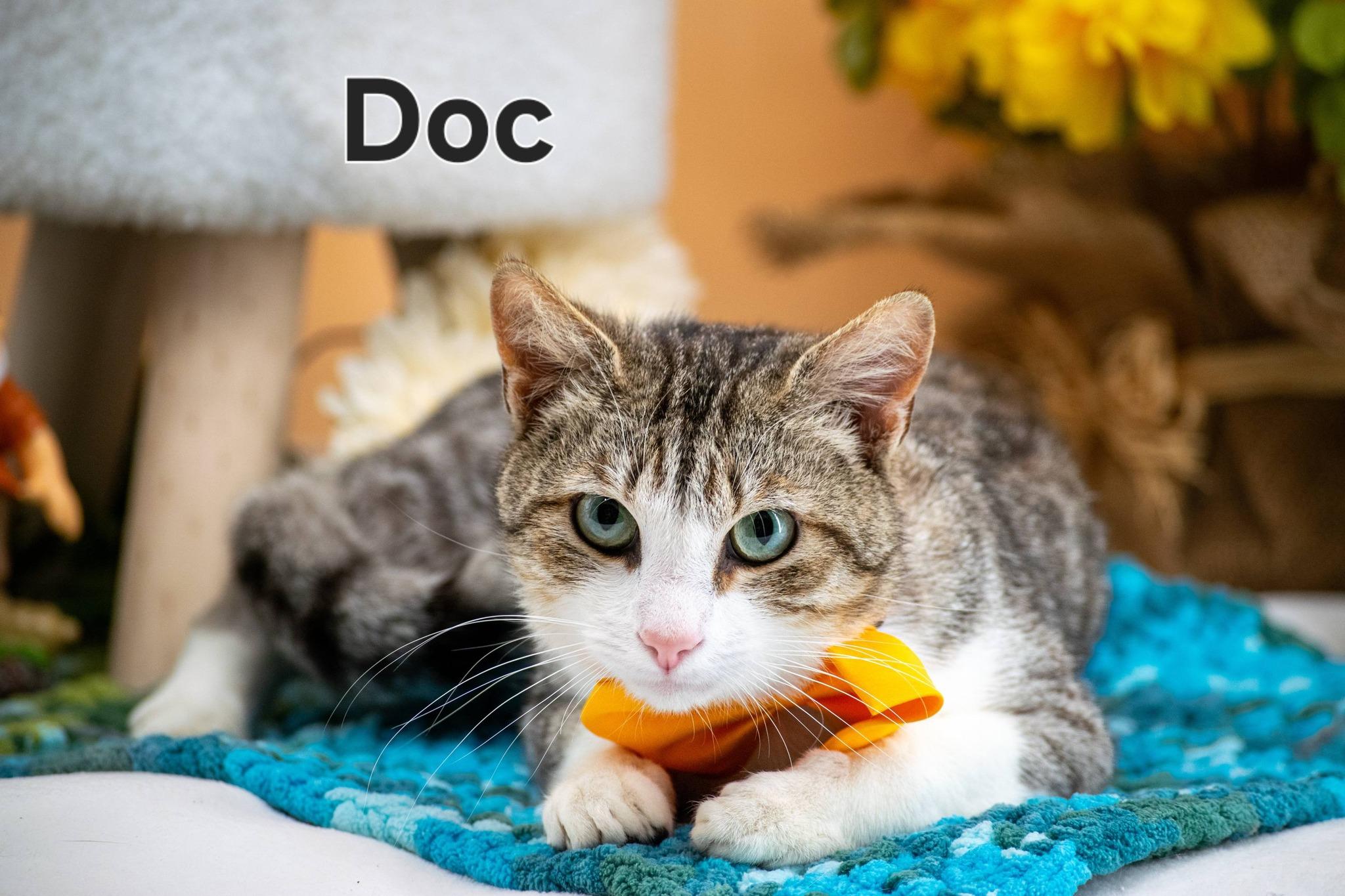 Doc, ADOPTABLE, Young Male Domestic Short Hair.