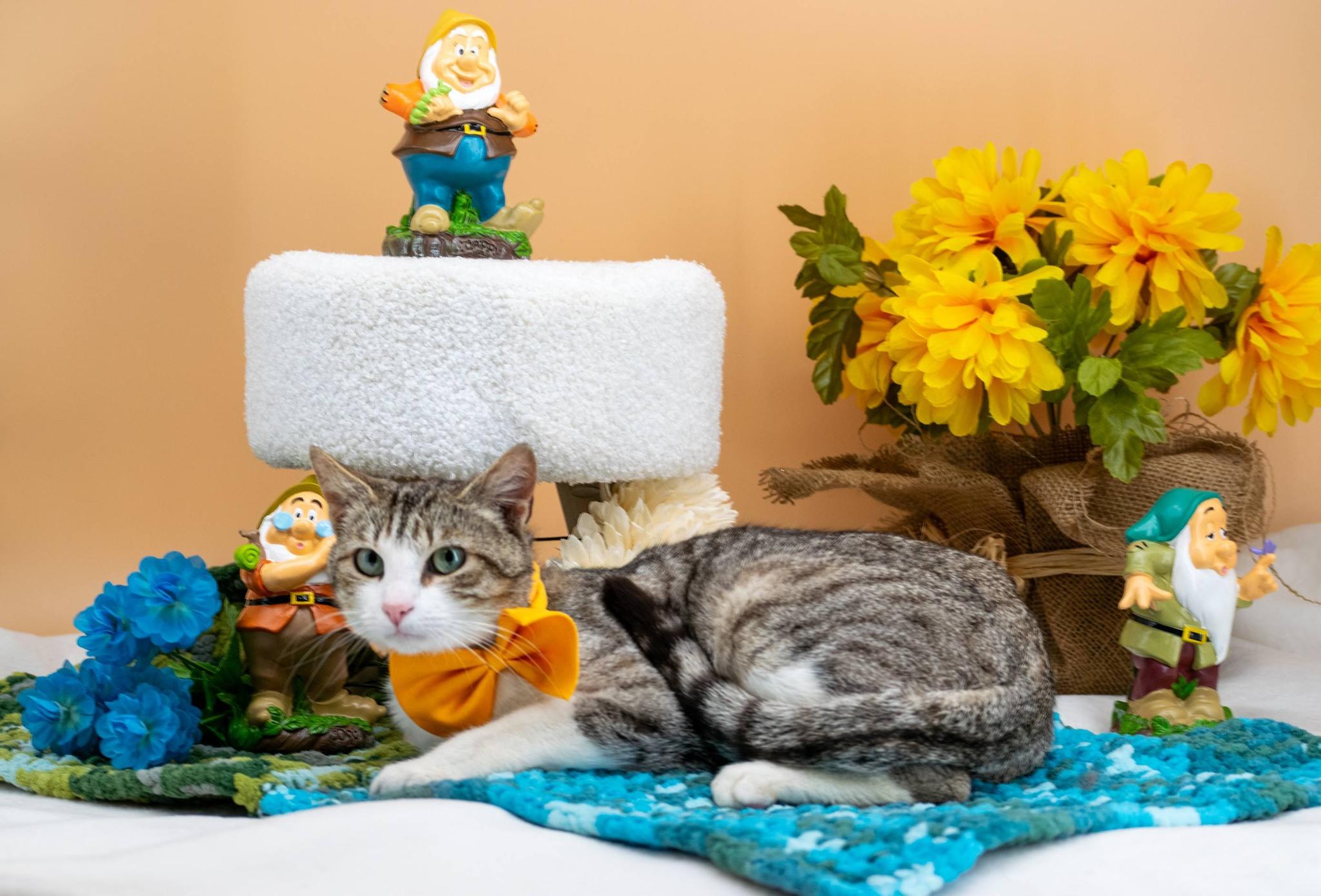 Enlarge Doc, a ADOPTABLE Domestic Short Hair in Sevierville, TN image 2/4