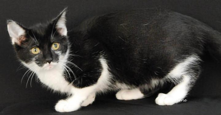 Gingersnap, Adoptable, Kitten Female Domestic Short Hair.