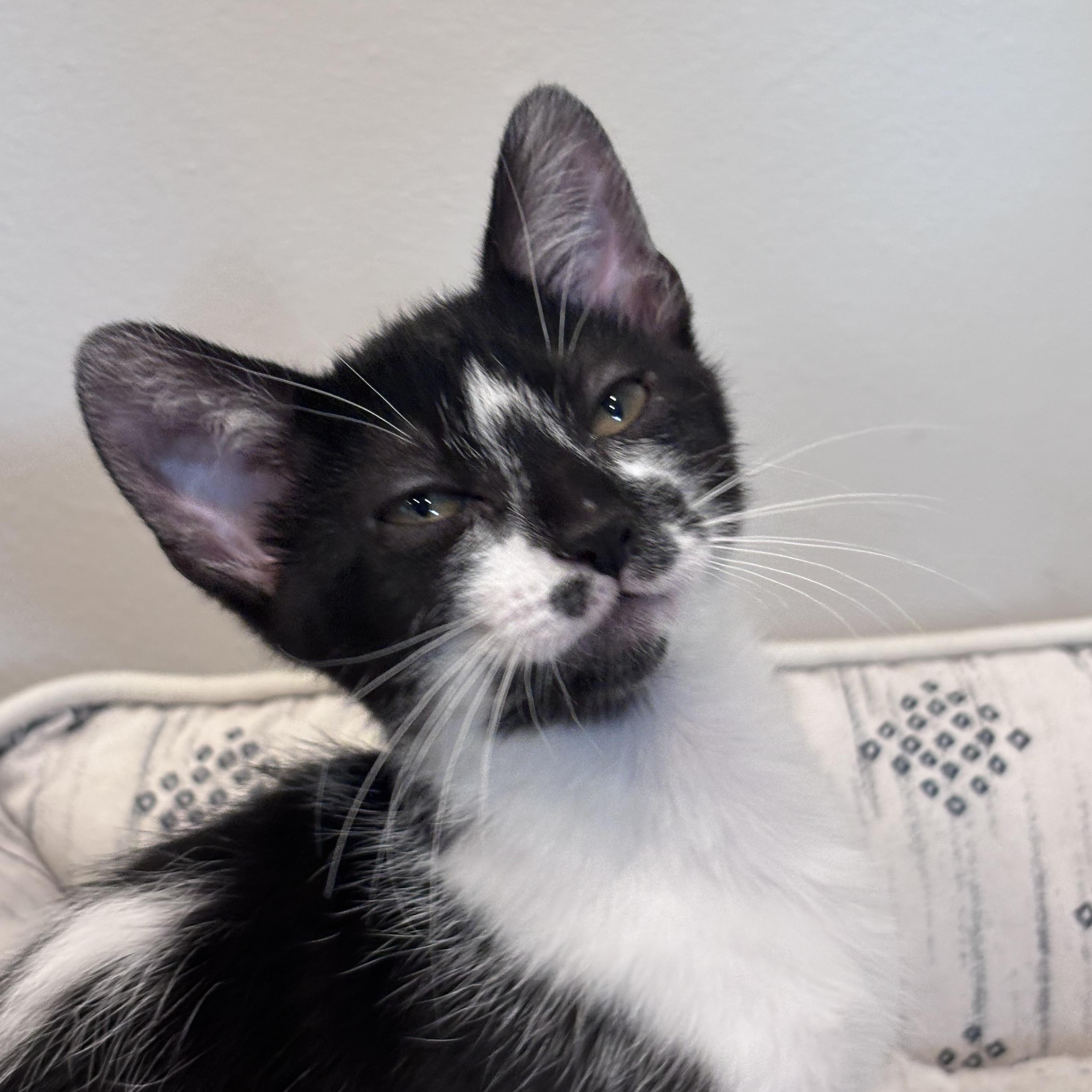 The Niners - Goldie, a Adoptable Domestic Short Hair in Leesburg, VA image 1/3