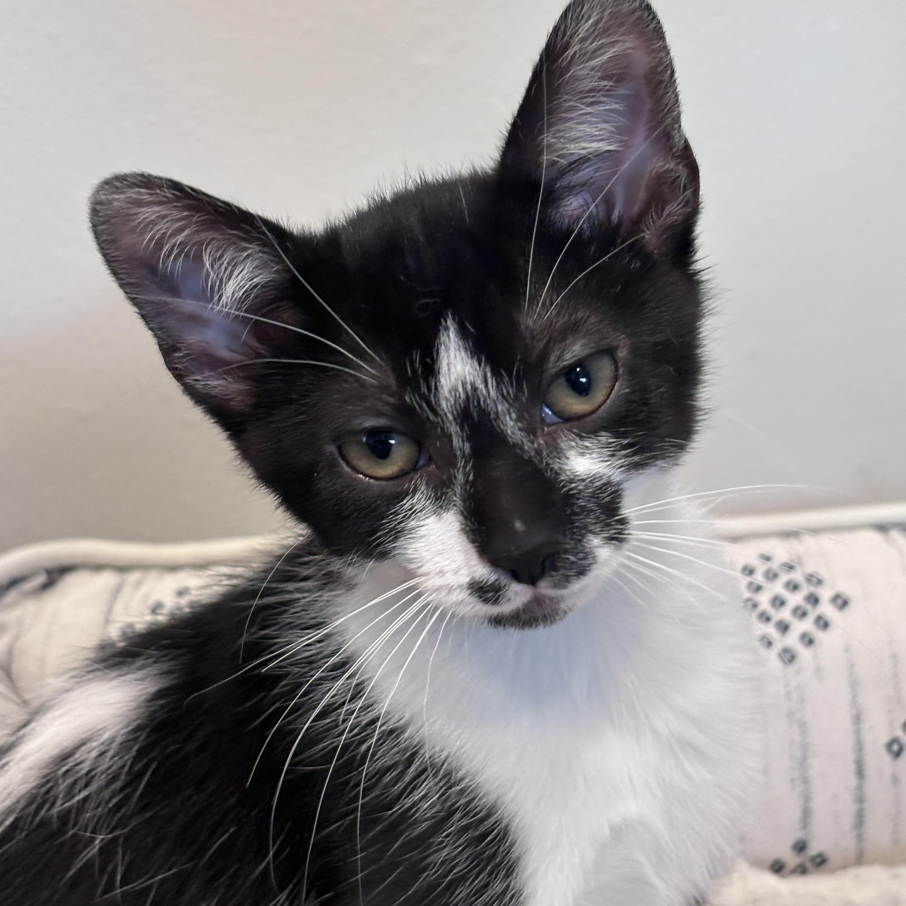 The Niners - Goldie, a Adoptable Domestic Short Hair in Leesburg, VA image 3/3