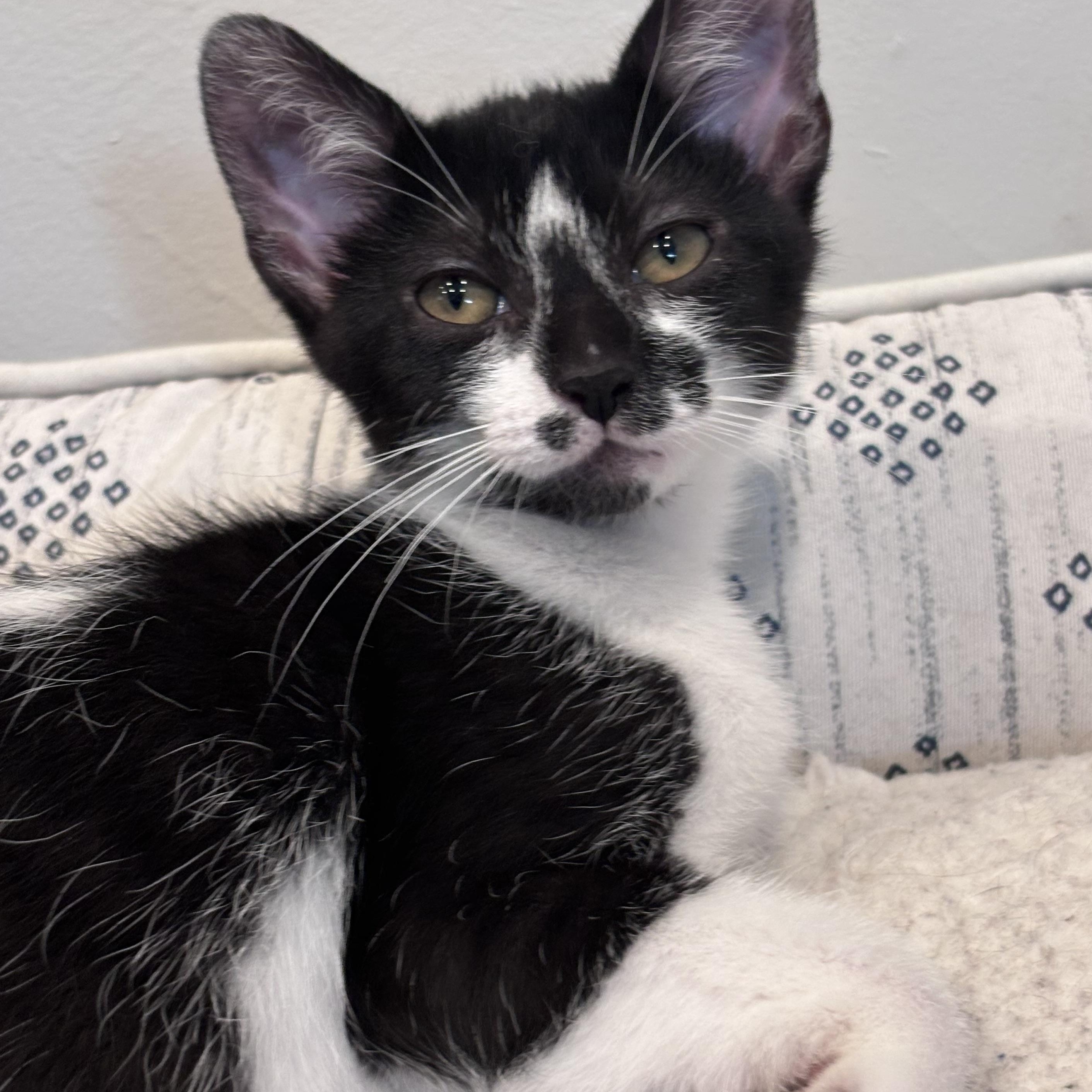 The Niners - Goldie, a Adoptable Domestic Short Hair in Leesburg, VA image 2/3