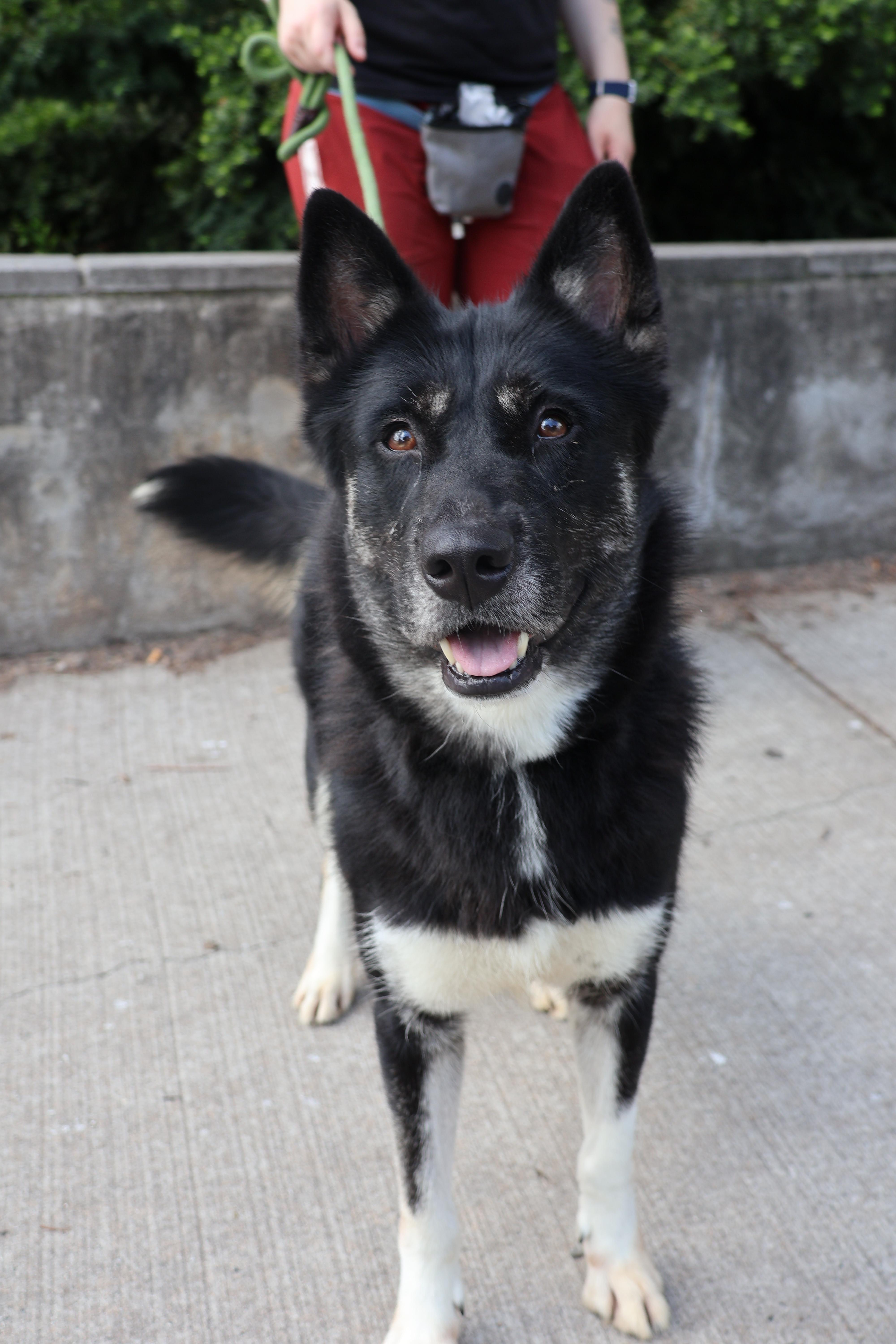 Lana, Adult Female unknown