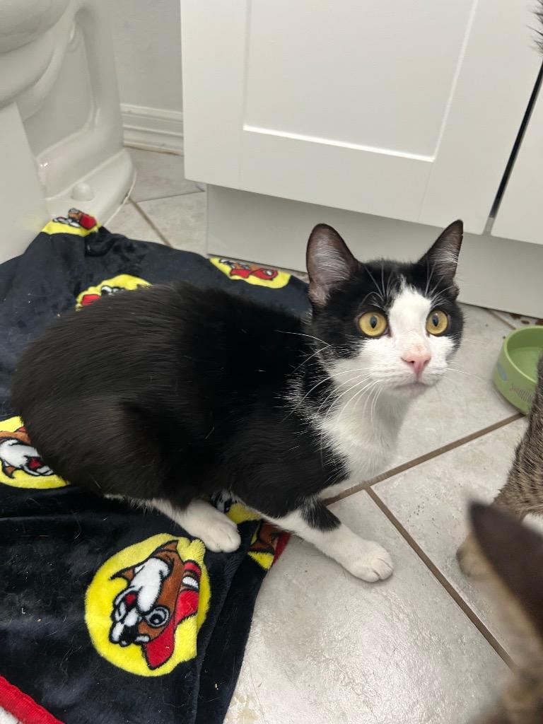 Simon, Adoptable, Young Male Domestic Short Hair.