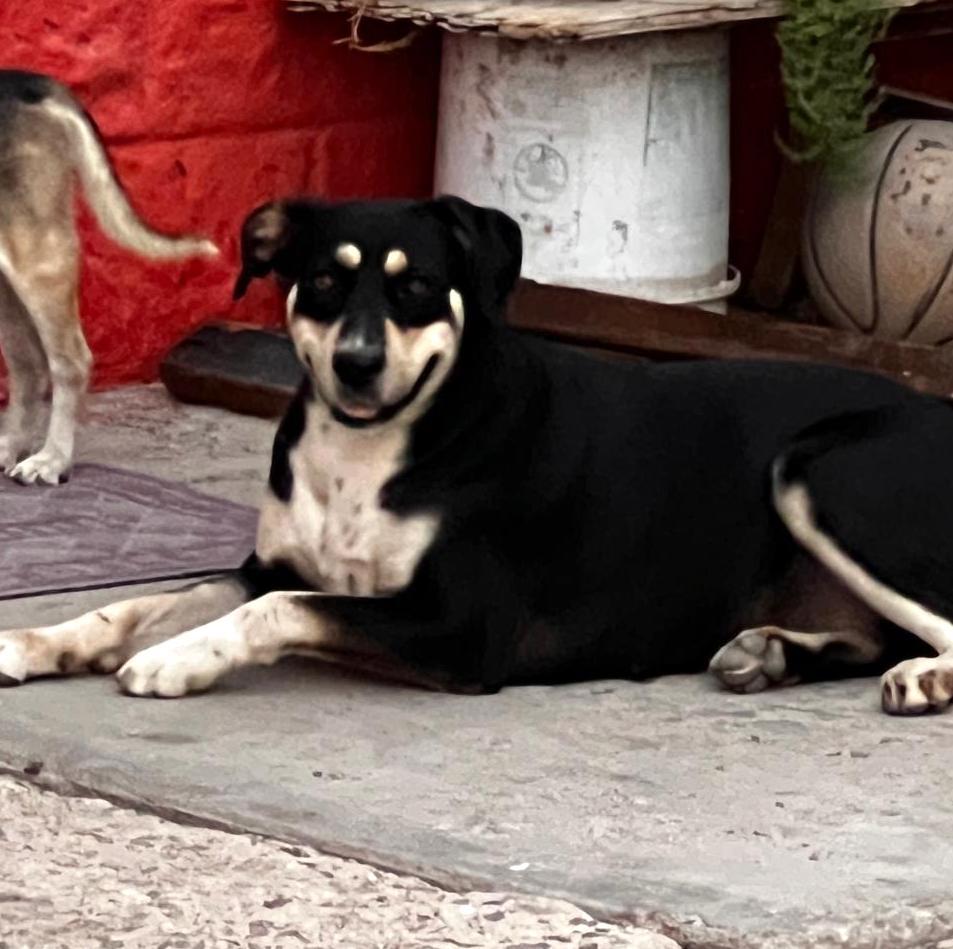 Alba (3), an adoptable Pit Bull Terrier in Mexicali, BCN, 21280 | Photo Image 3