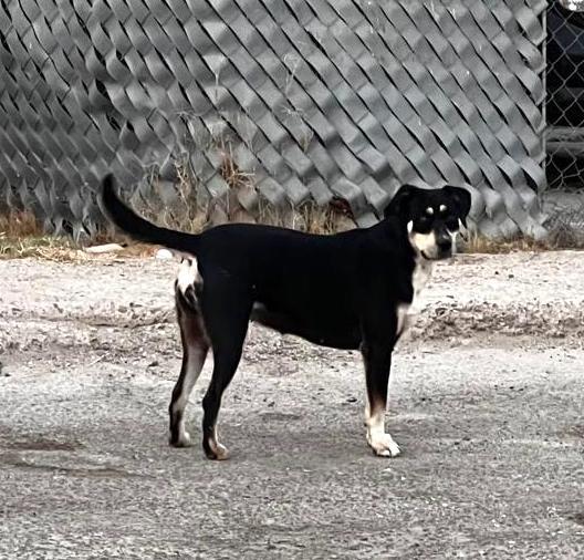 Alba (3) — thumbnail 2