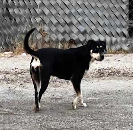 Alba (3) — thumbnail 3