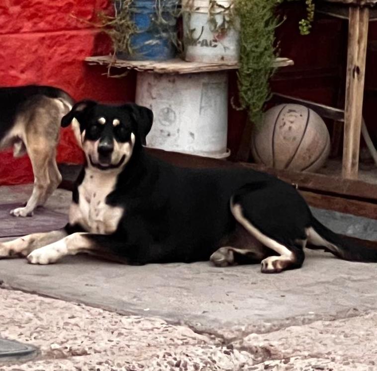 Alba (3) — thumbnail 4