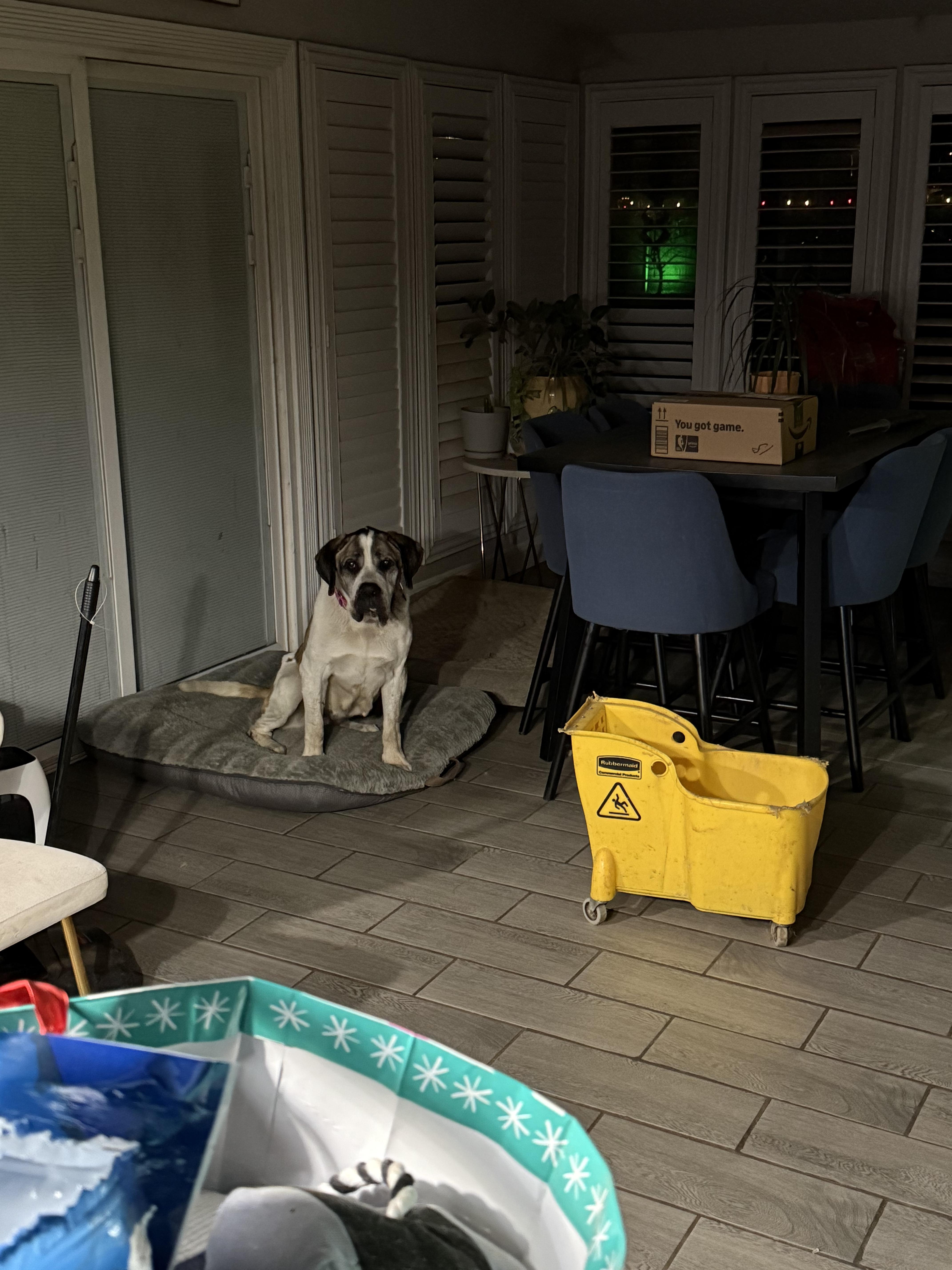 Enlarge Buttercup, a Adoptable Saint Bernard in Bellflower, CA image 3/4