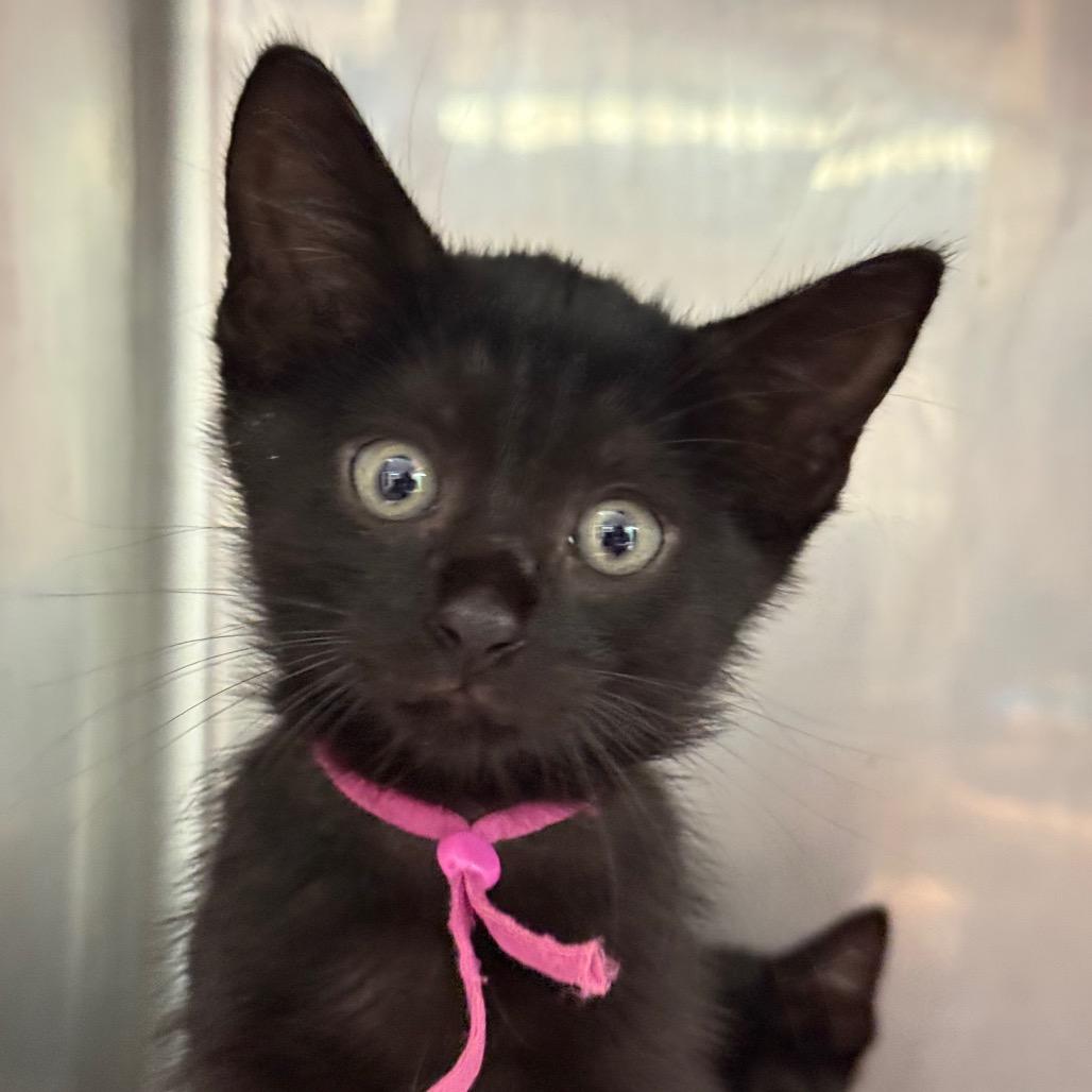 Angelica, a Adoptable Domestic Short Hair in Lauderhill, FL image 1/4