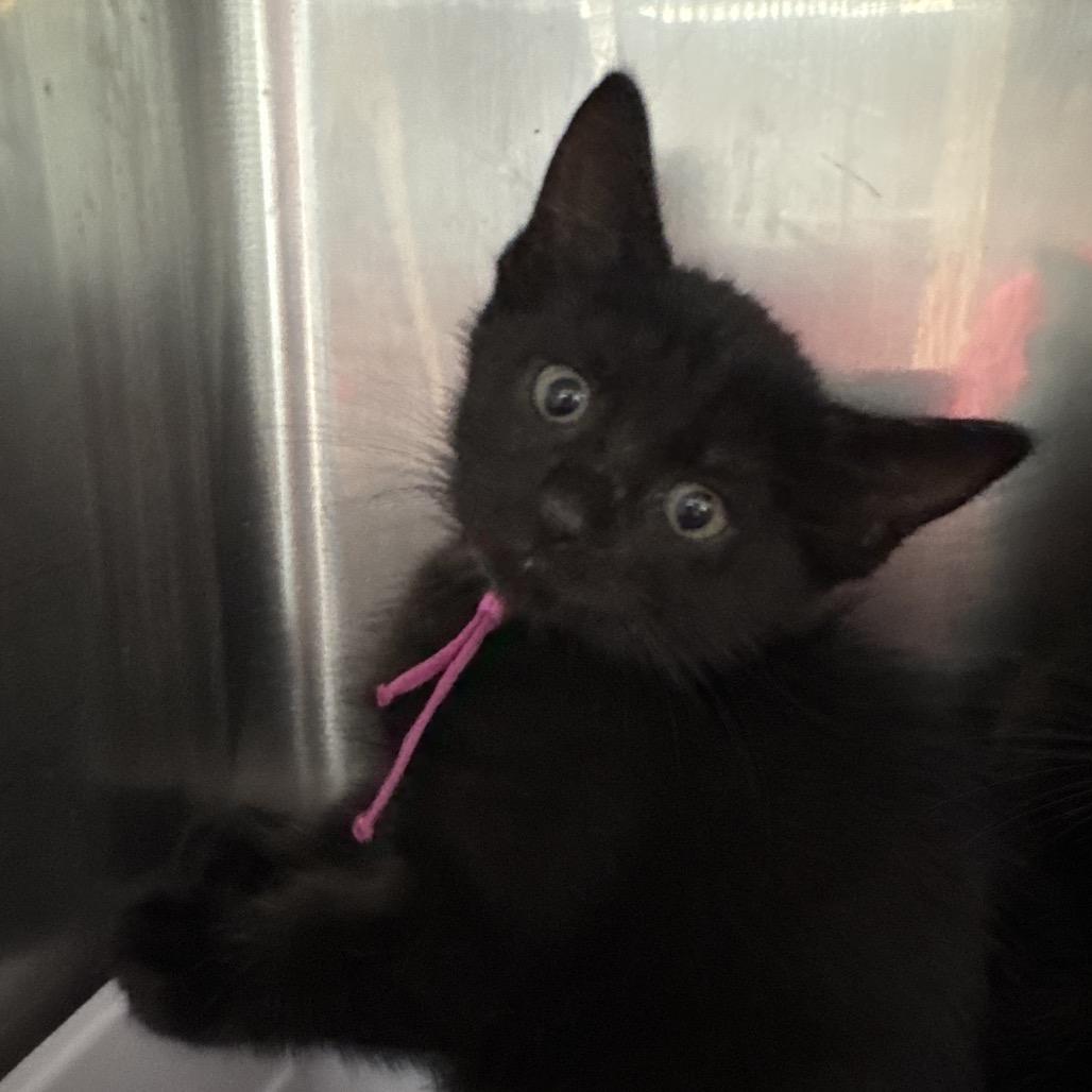 Angelica, a Adoptable Domestic Short Hair in Lauderhill, FL image 2/4