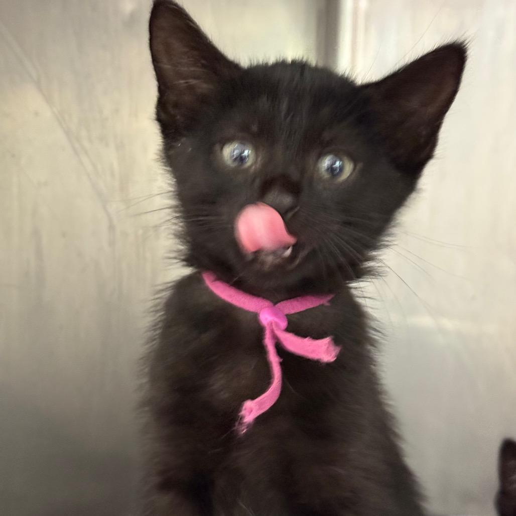 Angelica, a Adoptable Domestic Short Hair in Lauderhill, FL image 3/4