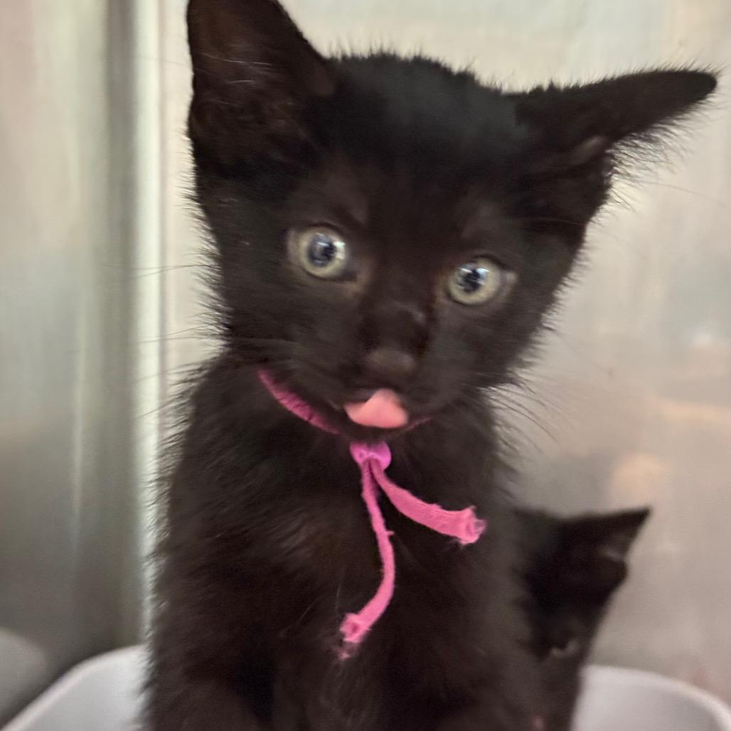 Angelica, a Adoptable Domestic Short Hair in Lauderhill, FL image 4/4