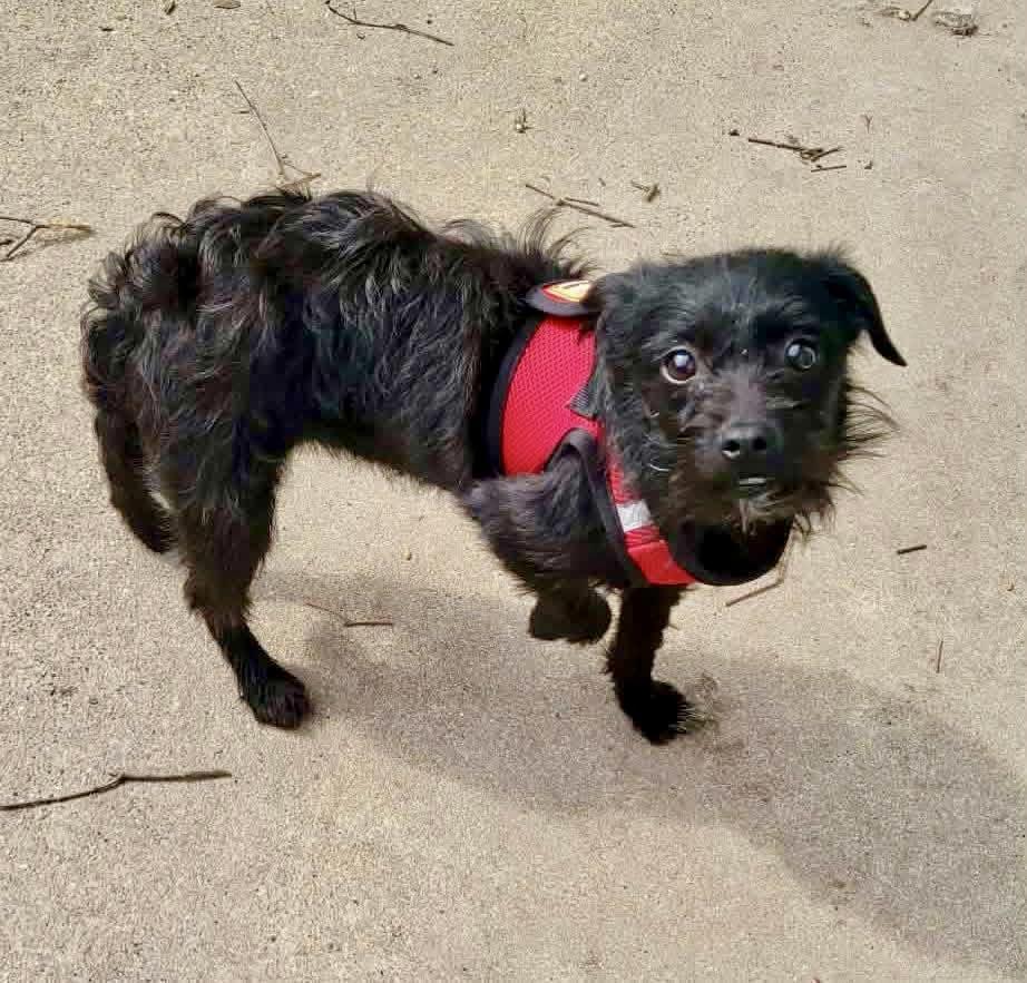 Enlarge Persimmon, a ADOPTABLE mixed breed in Yorktown, VA image 5/6