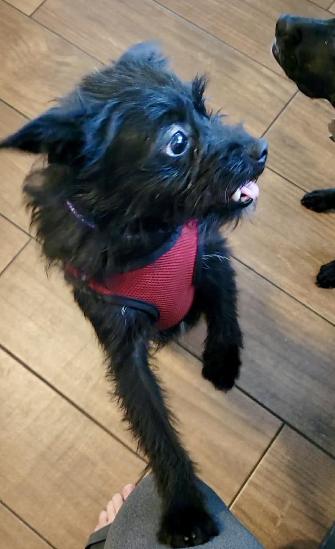 Persimmon, ADOPTABLE, Adult Female Yorkshire Terrier & Poodle (Toy).