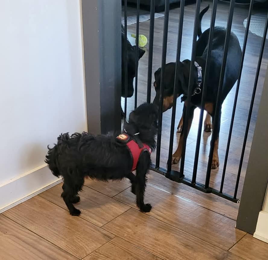 Enlarge Persimmon, a ADOPTABLE mixed breed in Yorktown, VA image 4/6