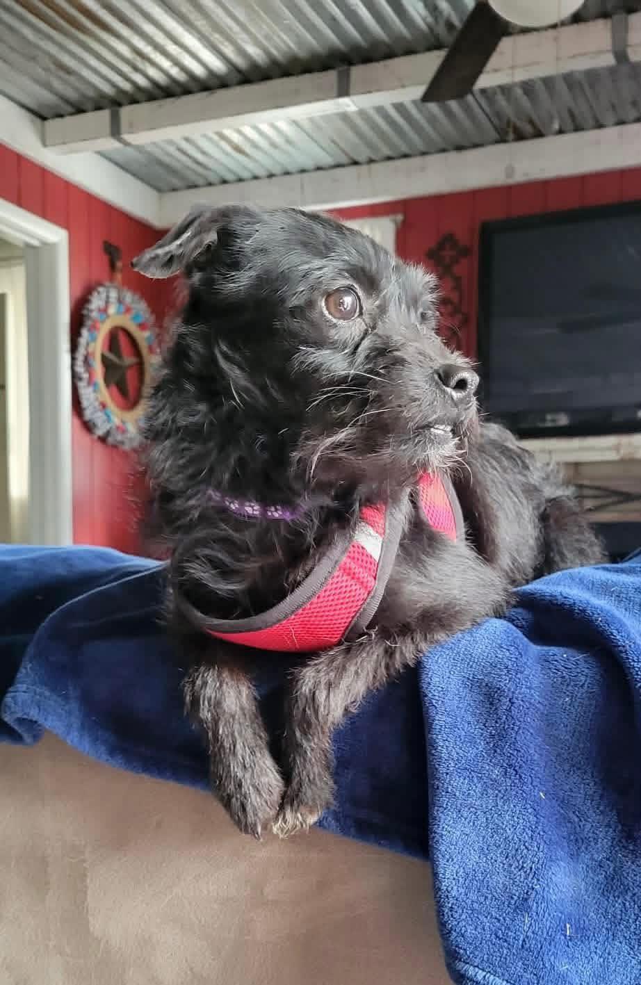 Enlarge Persimmon, a ADOPTABLE mixed breed in Yorktown, VA image 2/6