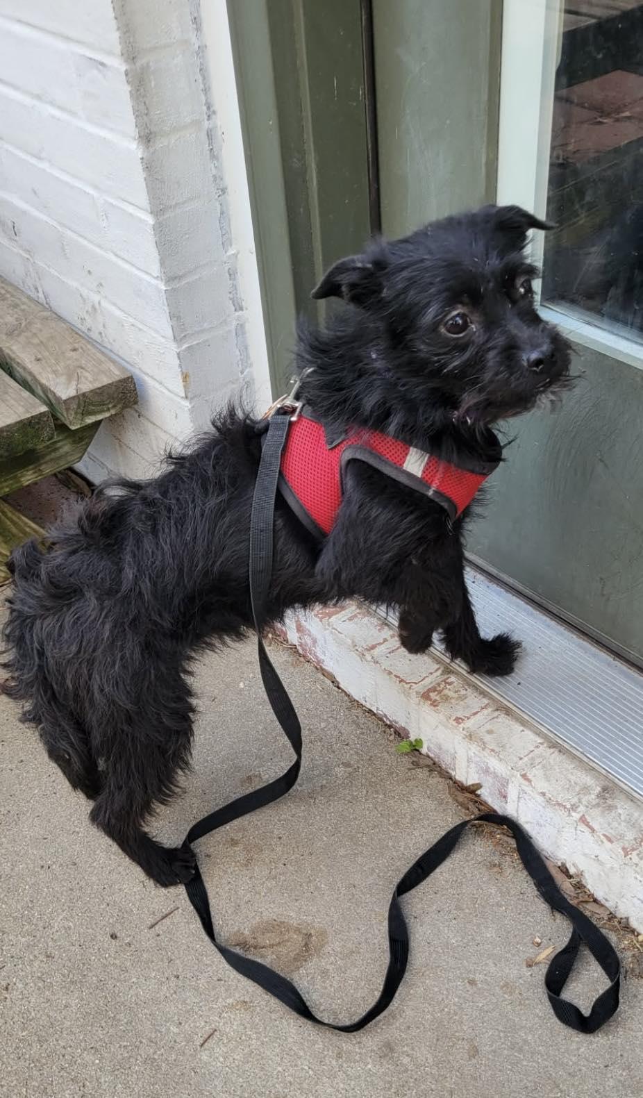 Enlarge Persimmon, a ADOPTABLE mixed breed in Yorktown, VA image 3/6