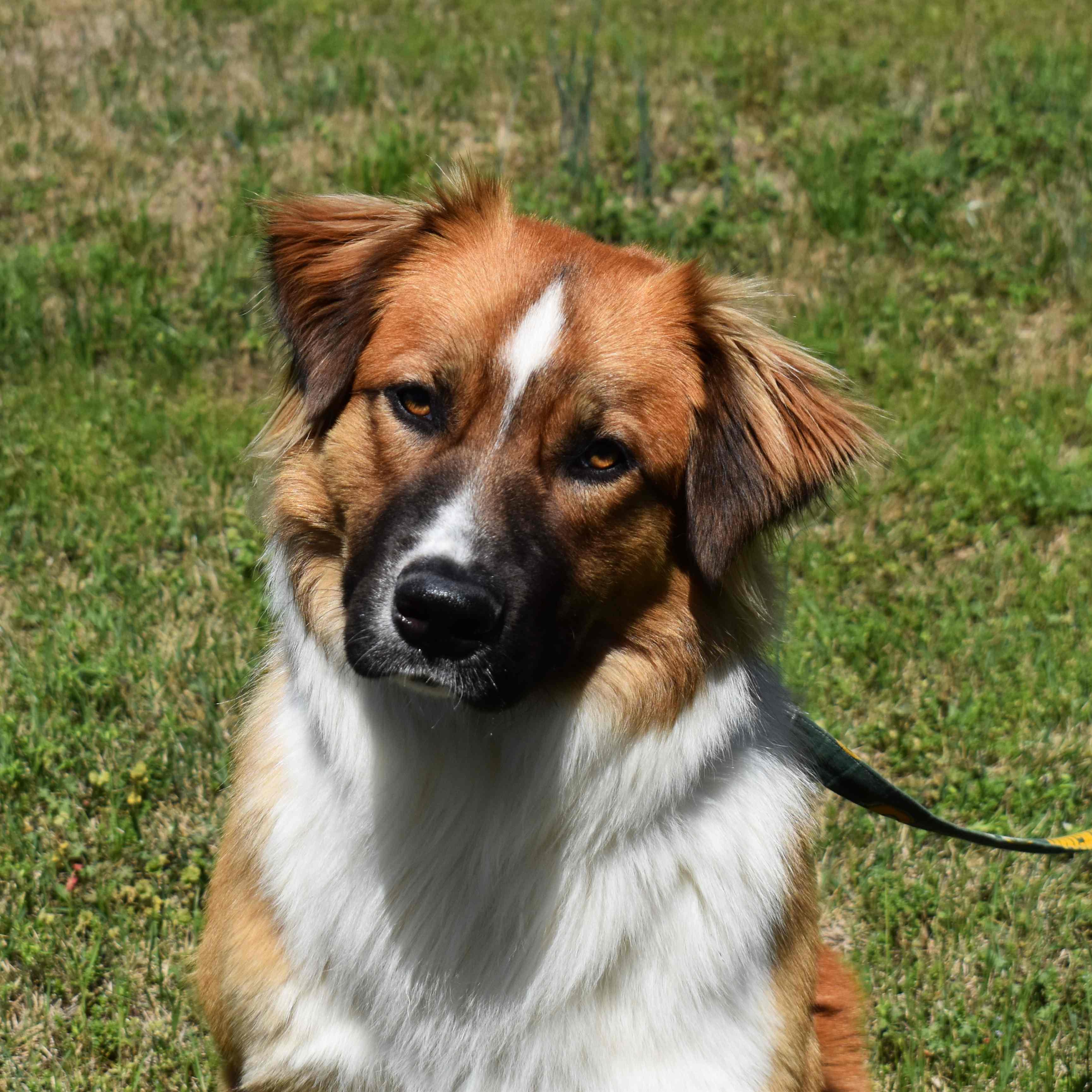 Tom, ADOPTABLE, Adult Male Mixed Breed.
