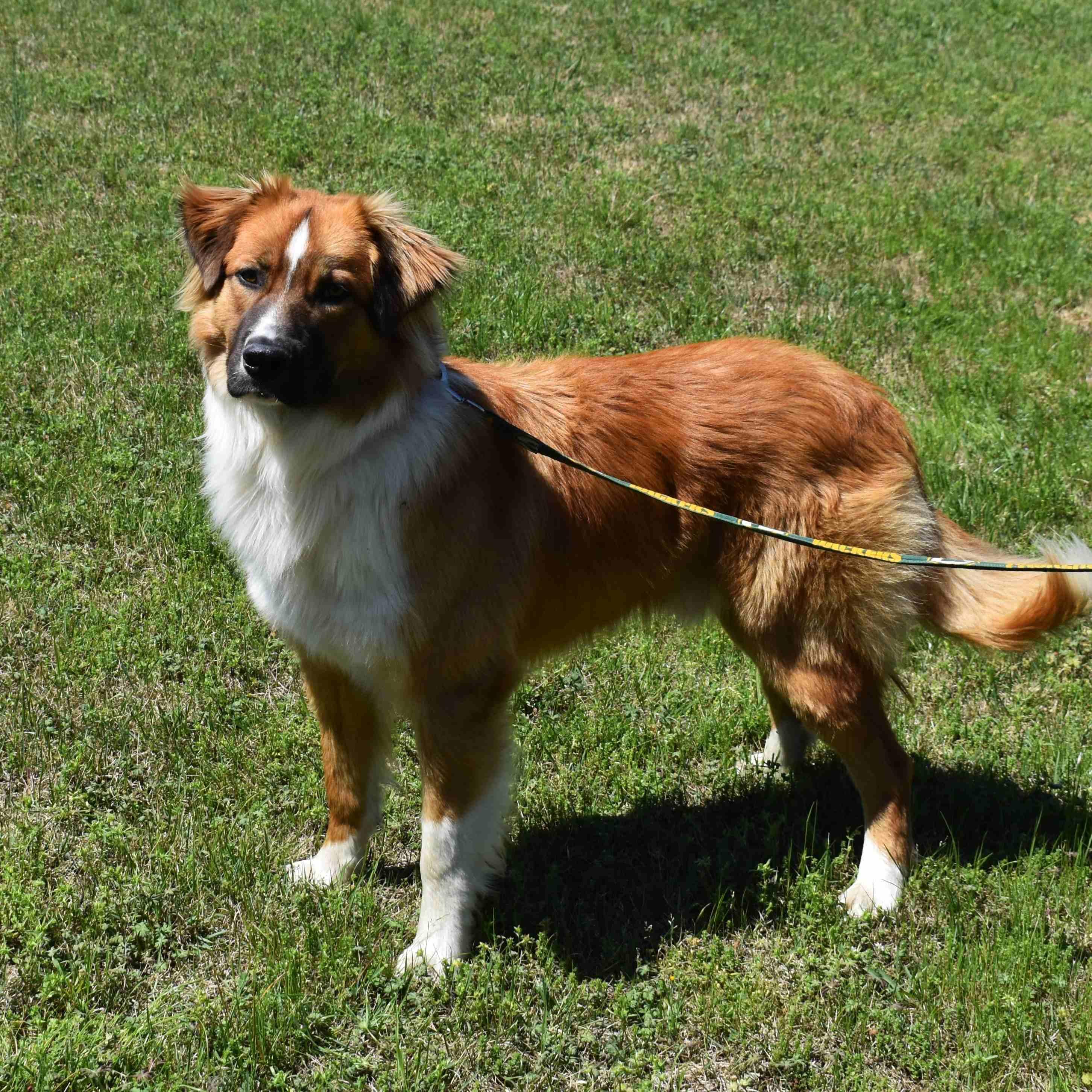 Tom, a ADOPTABLE Mixed Breed in Searcy, AR image 3/6