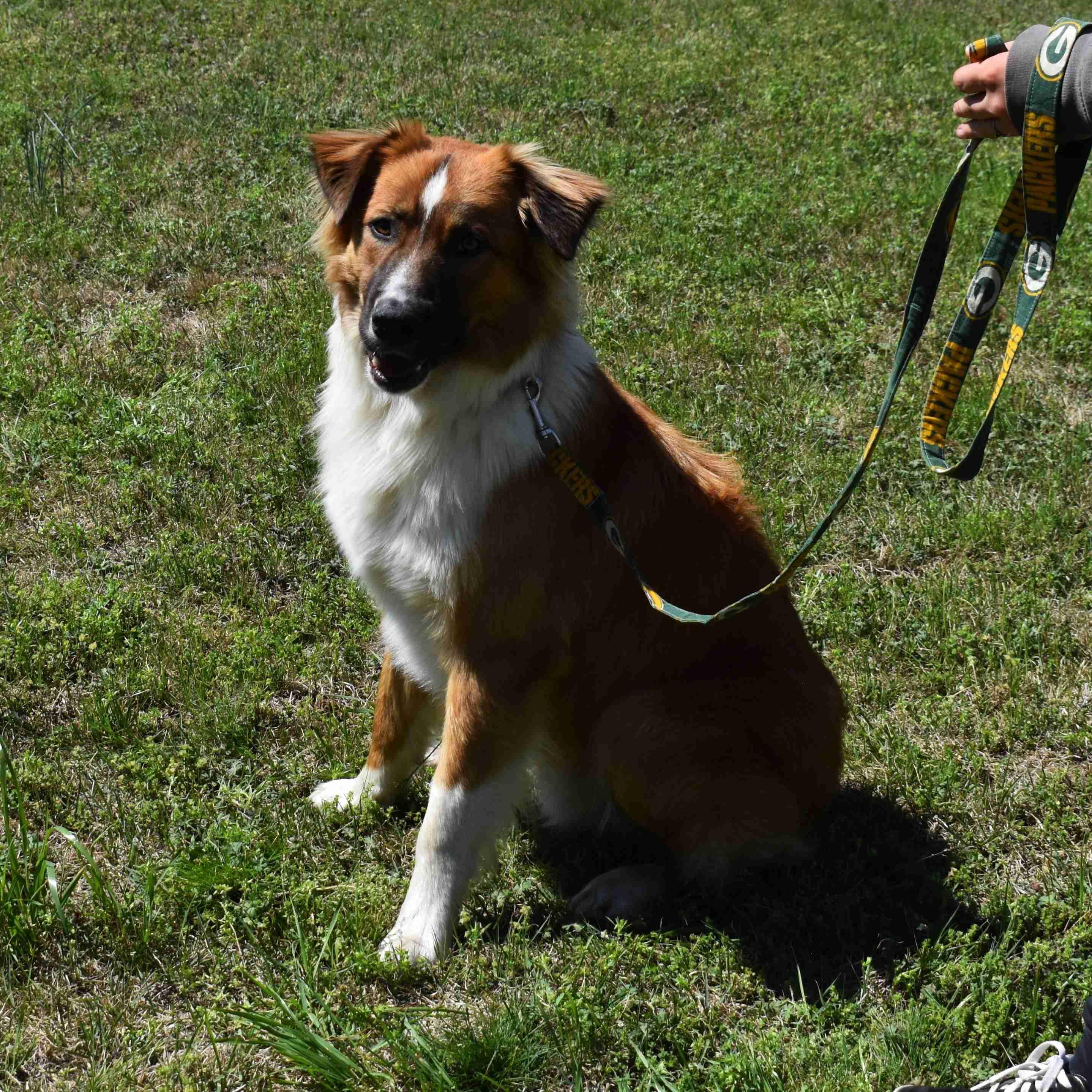 Tom, a ADOPTABLE Mixed Breed in Searcy, AR image 6/6