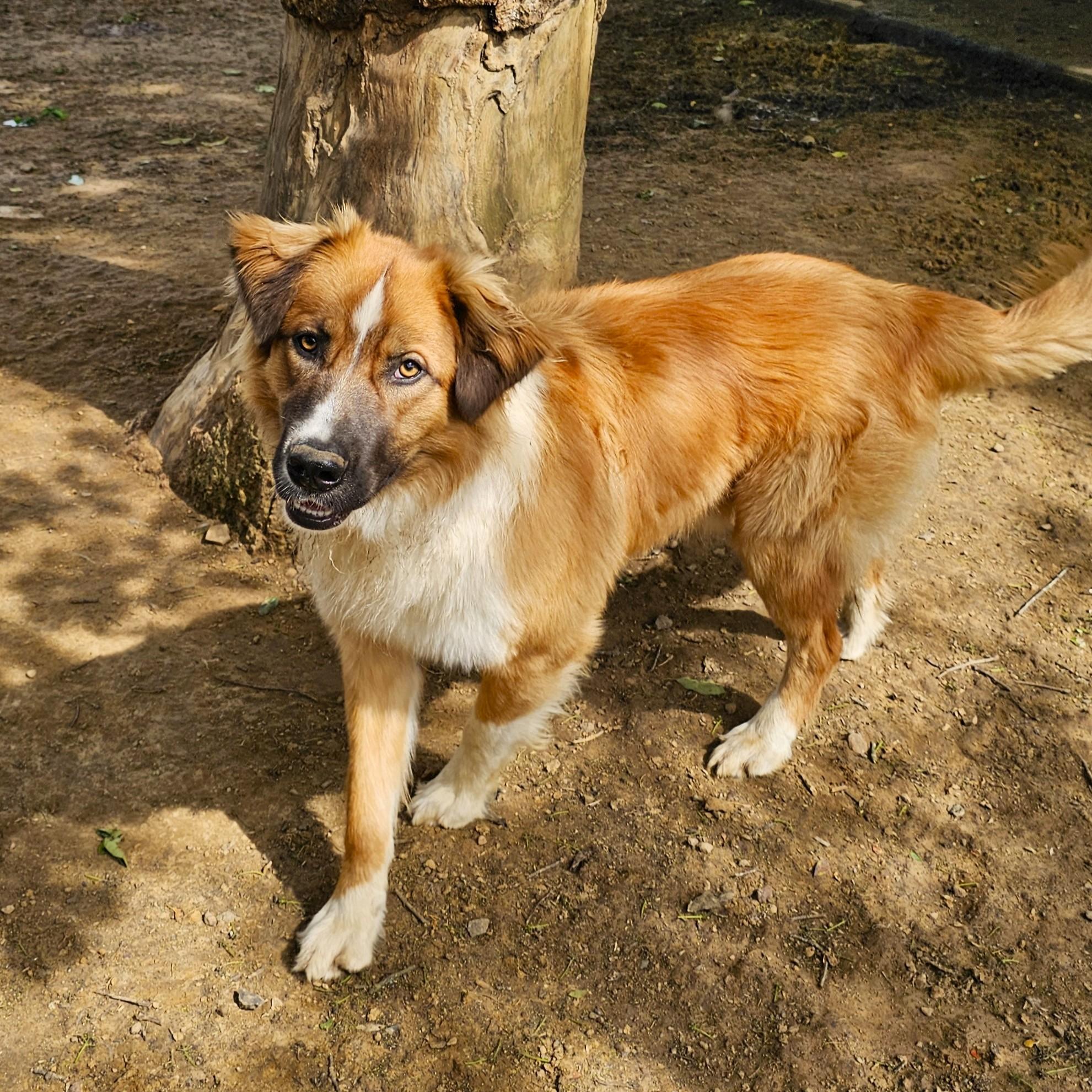 Tom, a ADOPTABLE Mixed Breed in Searcy, AR image 2/6