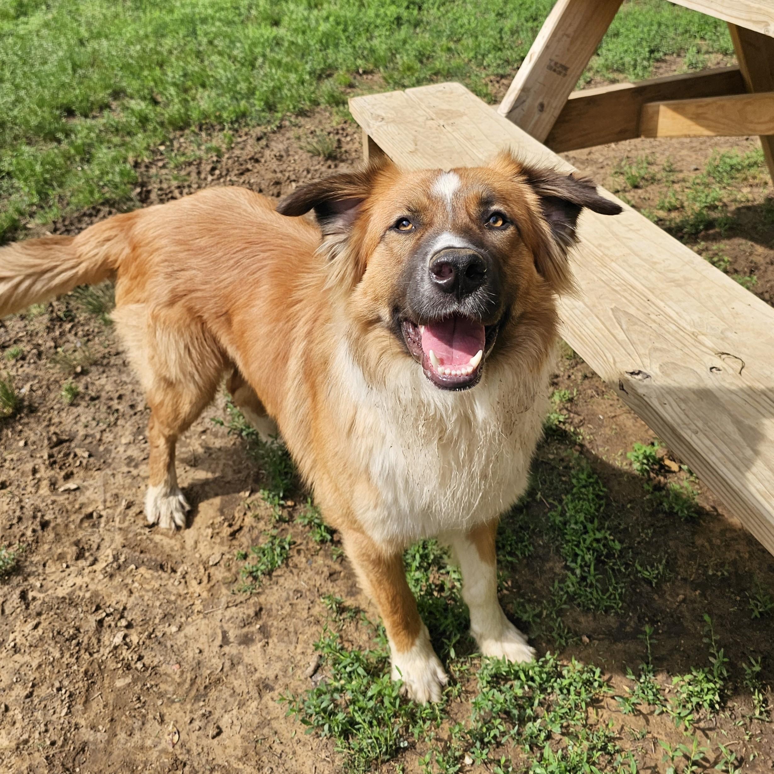 Tom, a ADOPTABLE Mixed Breed in Searcy, AR image 3/6