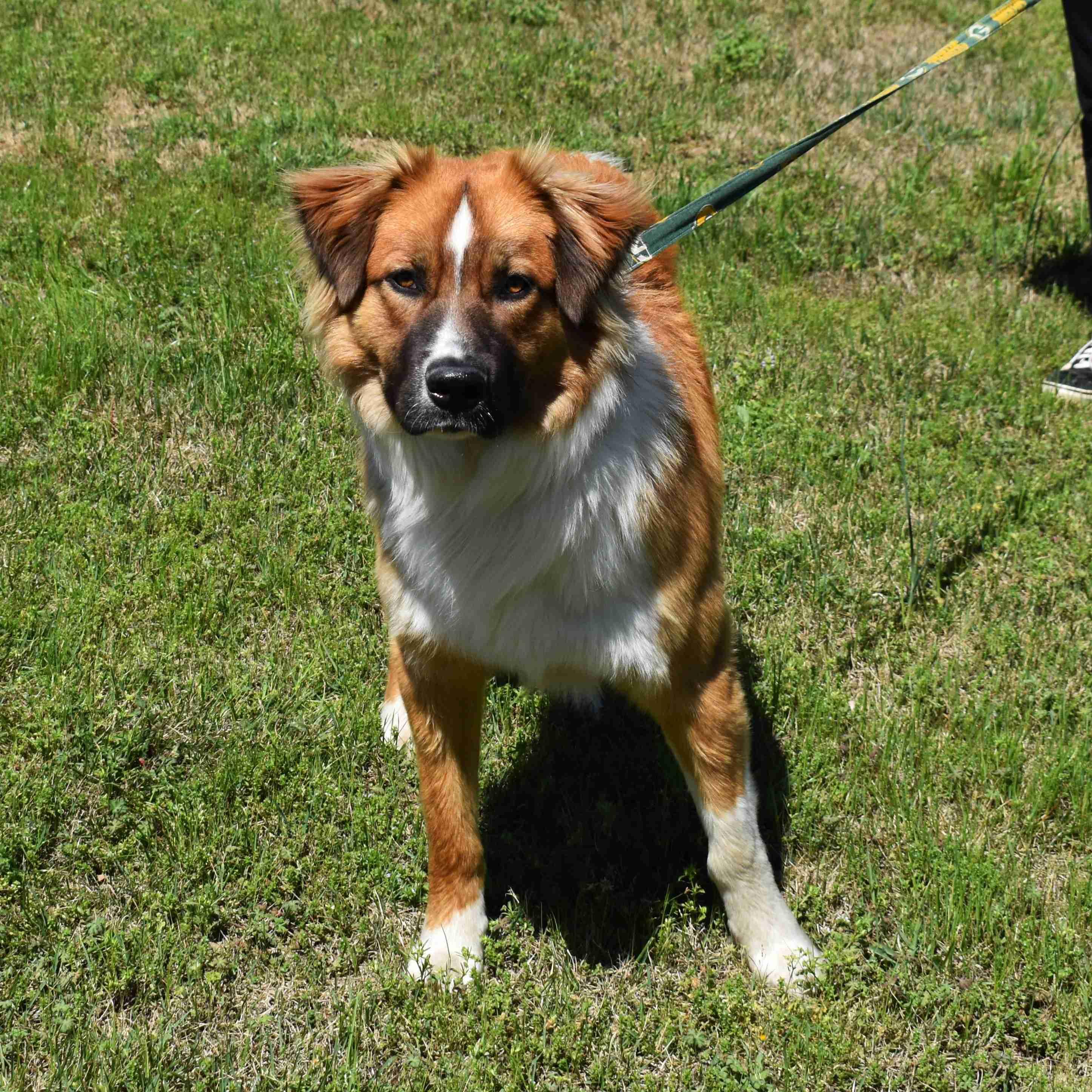 Tom, a ADOPTABLE Mixed Breed in Searcy, AR image 5/6