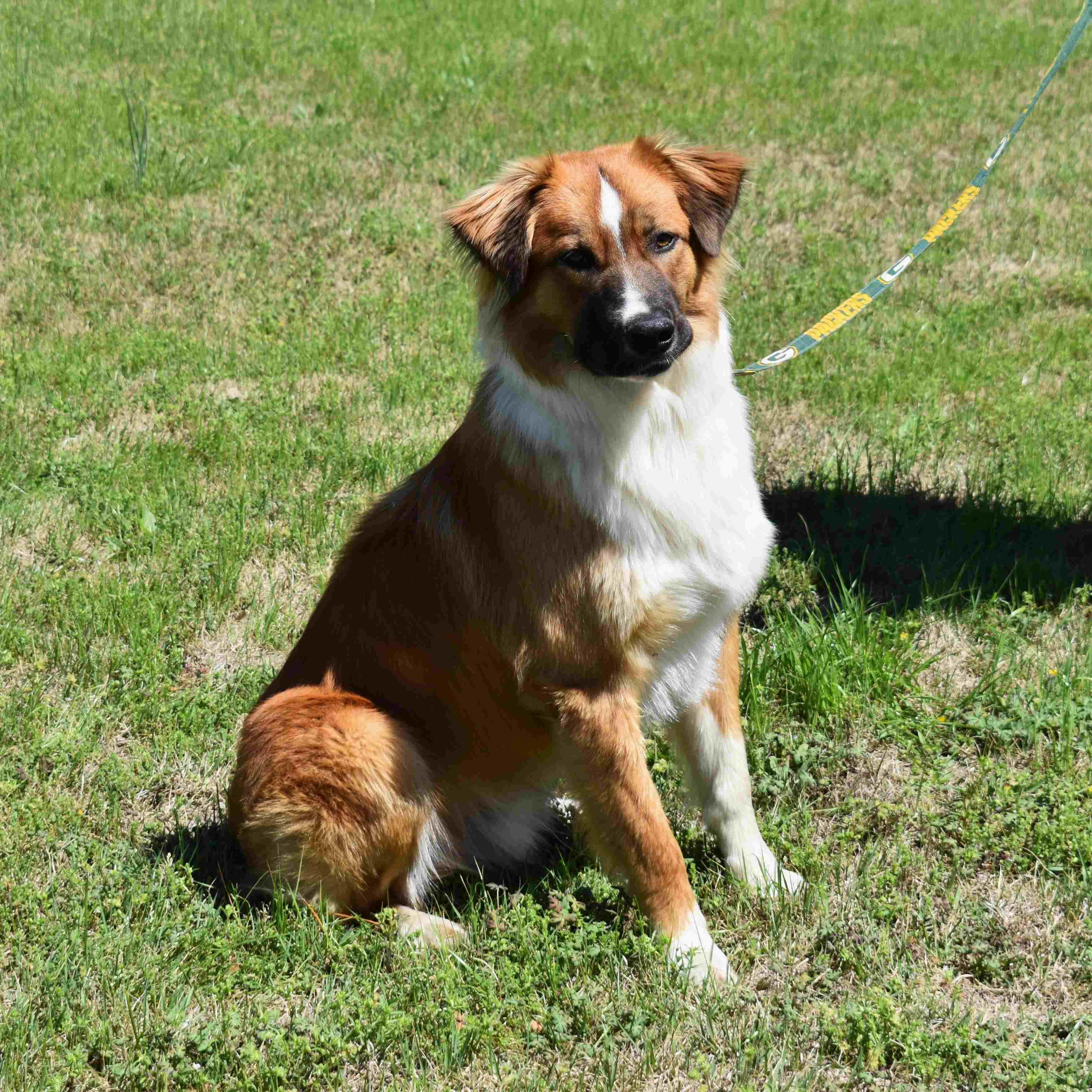 Tom, a ADOPTABLE Mixed Breed in Searcy, AR image 4/6