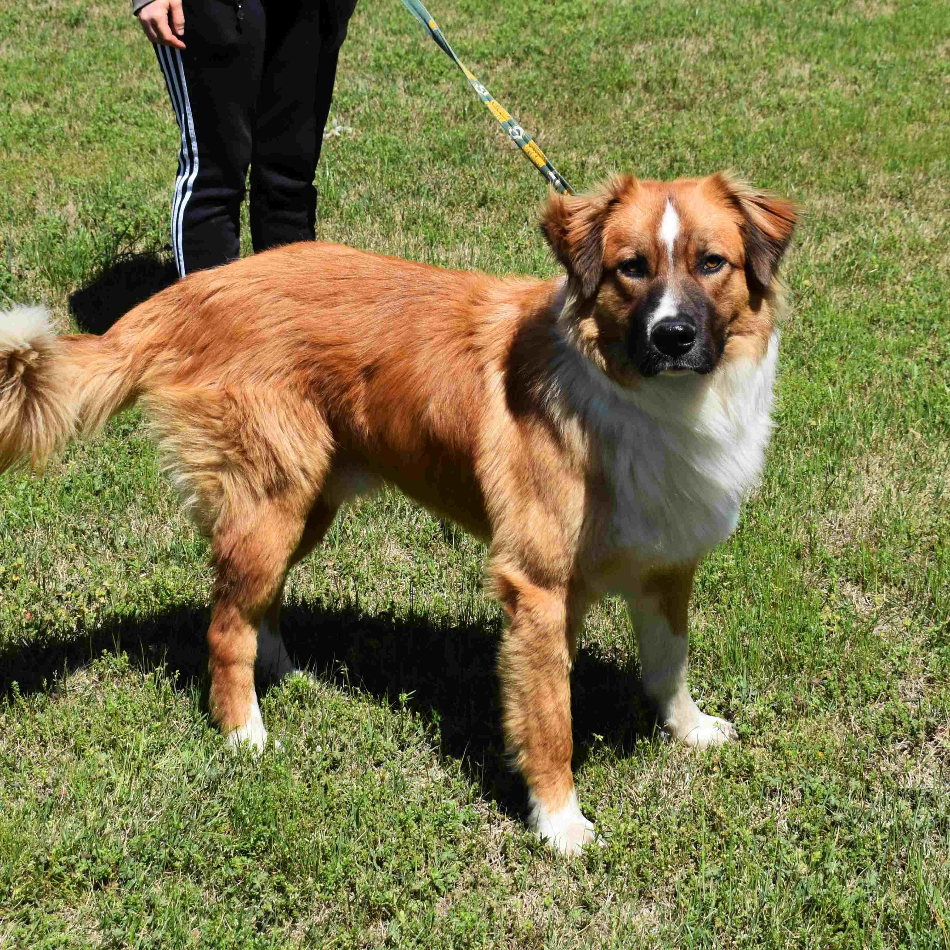 Tom, a ADOPTABLE Mixed Breed in Searcy, AR image 2/6