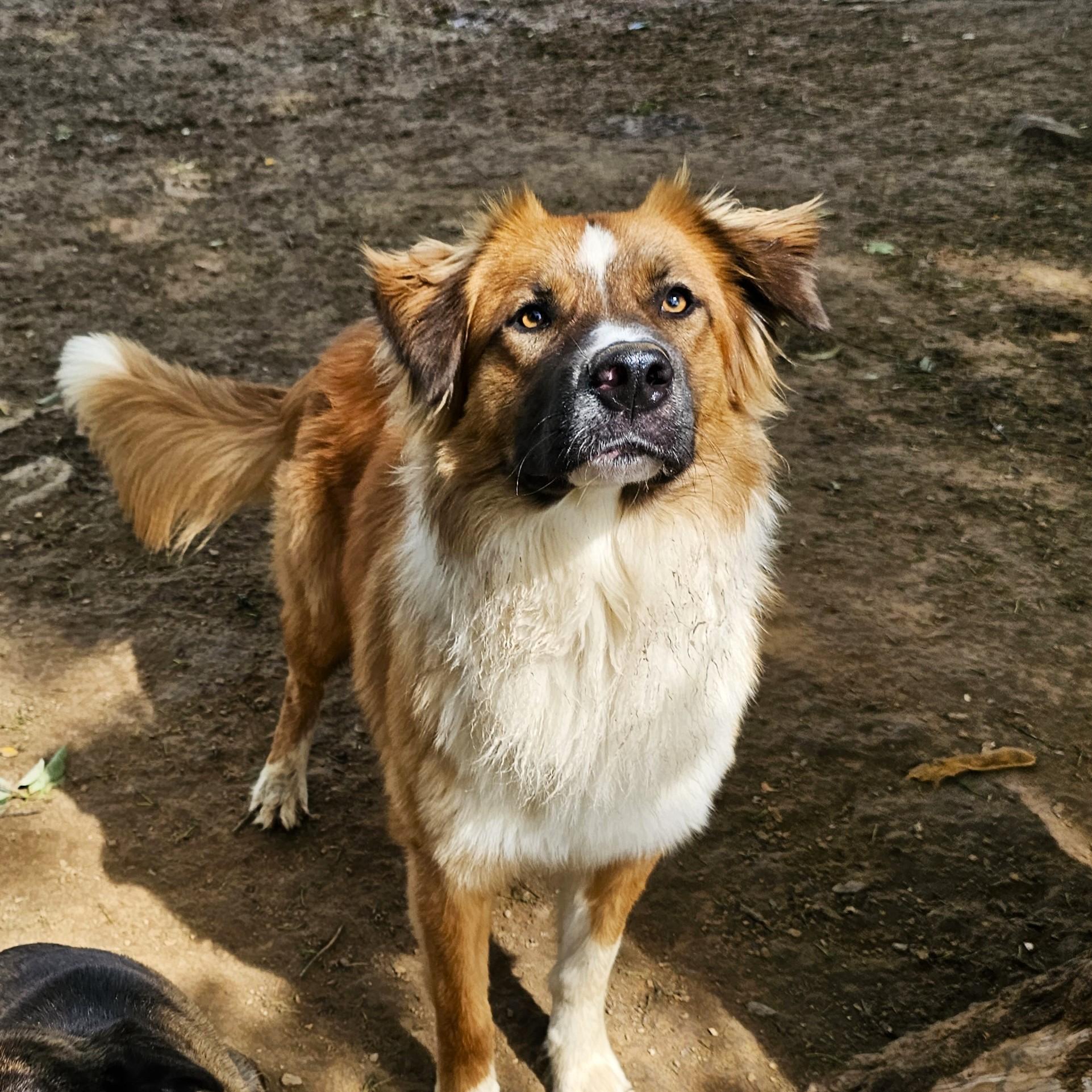 Tom, ADOPTABLE, Adult Male Mixed Breed.