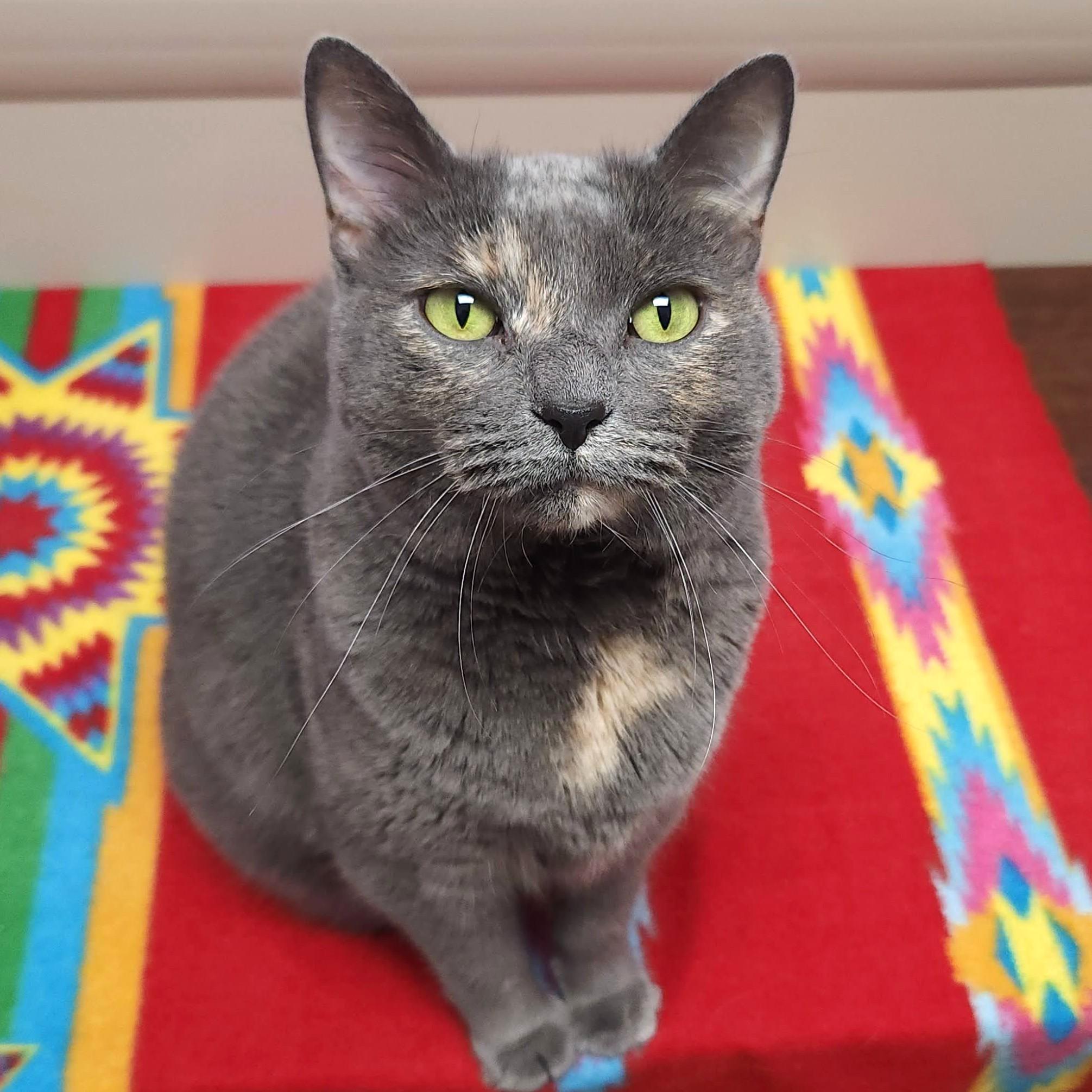 Enlarge Celeste, a Adoptable Dilute Tortoiseshell in Marshfield, WI image 2/5