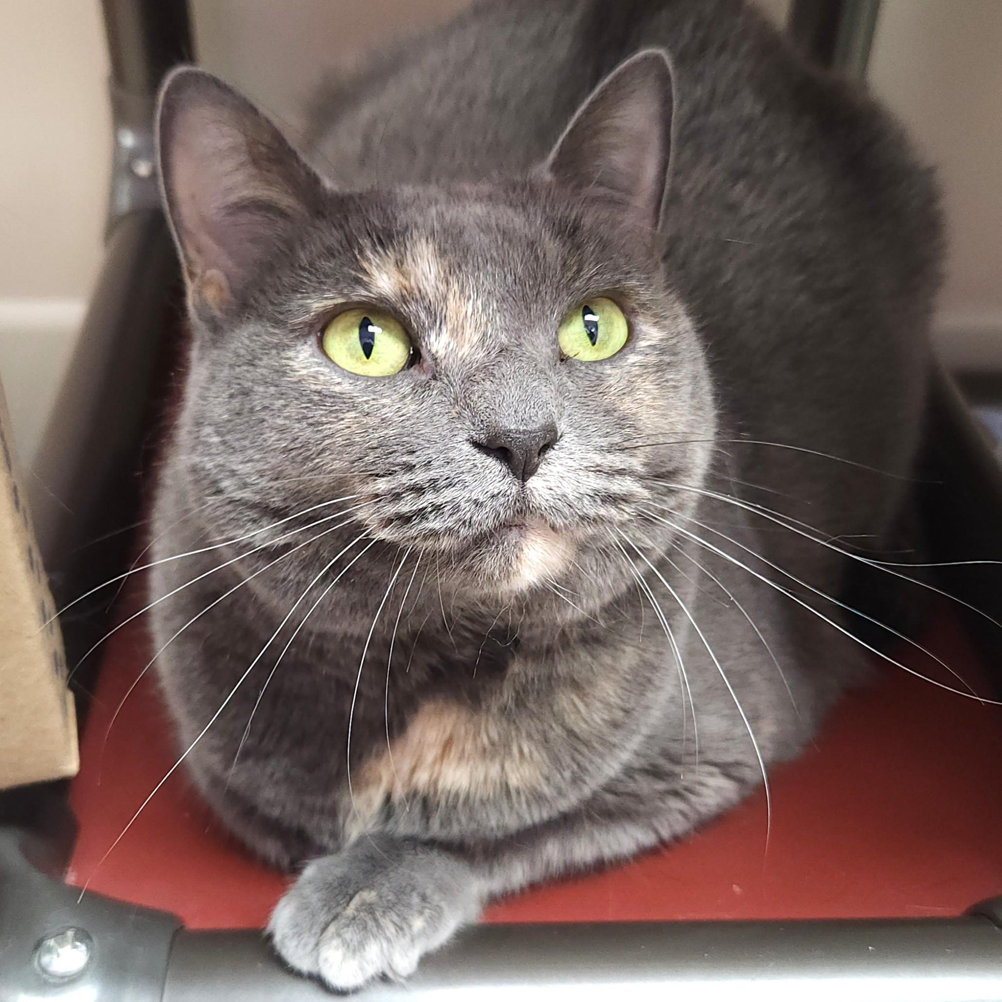 Enlarge Celeste, a Adoptable Dilute Tortoiseshell in Marshfield, WI image 4/5
