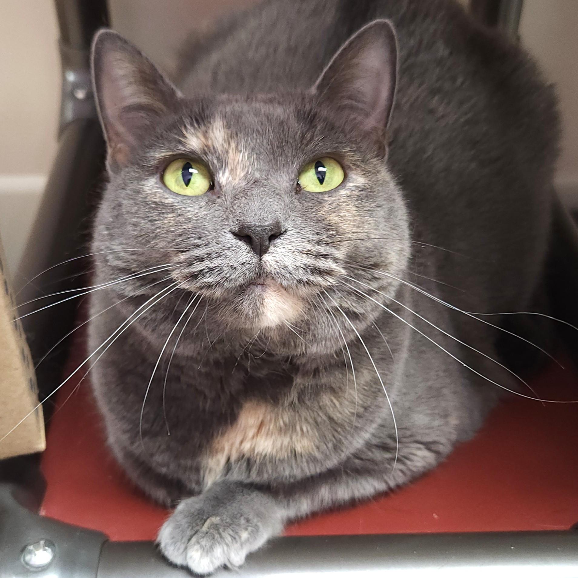 Celeste, Adoptable, Senior Female Dilute Tortoiseshell.