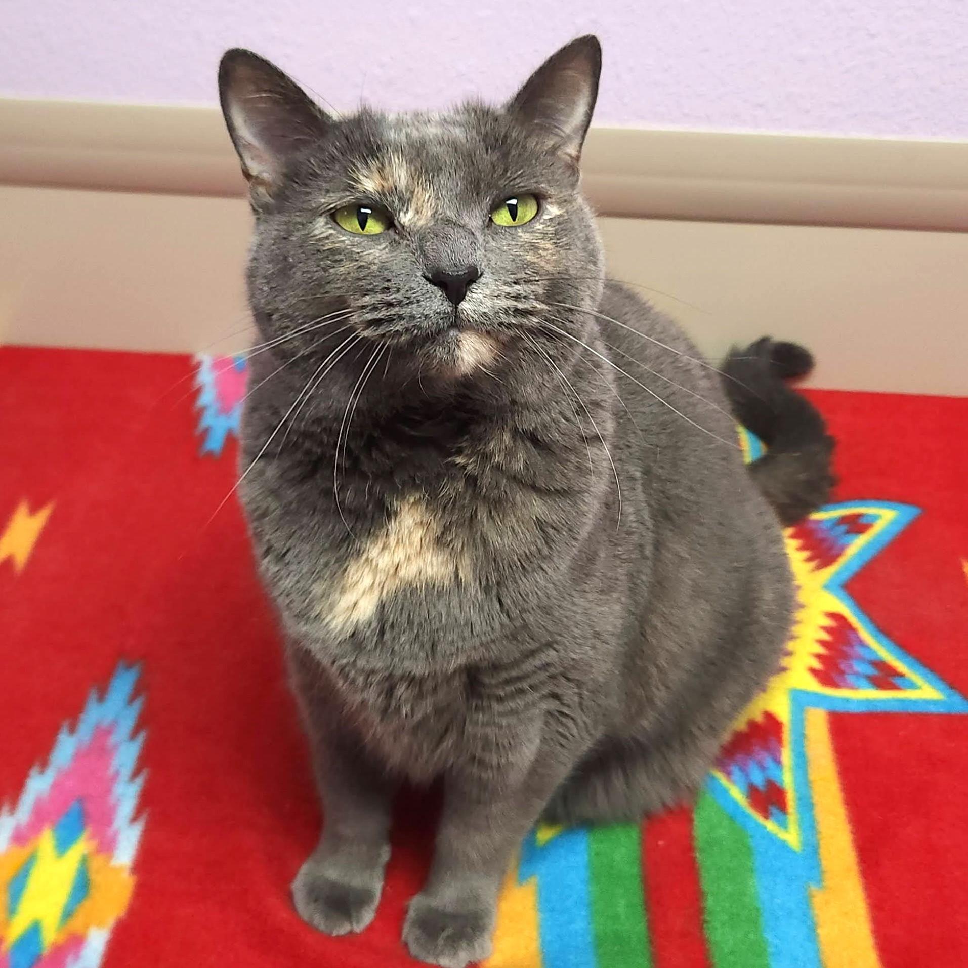 Enlarge Celeste, a Adoptable Dilute Tortoiseshell in Marshfield, WI image 3/5