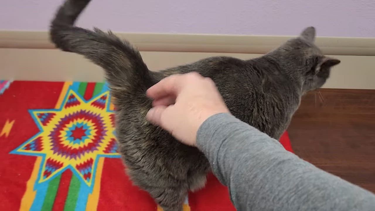 Enlarge Celeste, a Adoptable Dilute Tortoiseshell in Marshfield, WI video 5/5